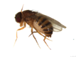 Drosophila funebris female