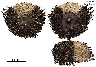 <i>Diadema mexicanum</i> species of sea urchin