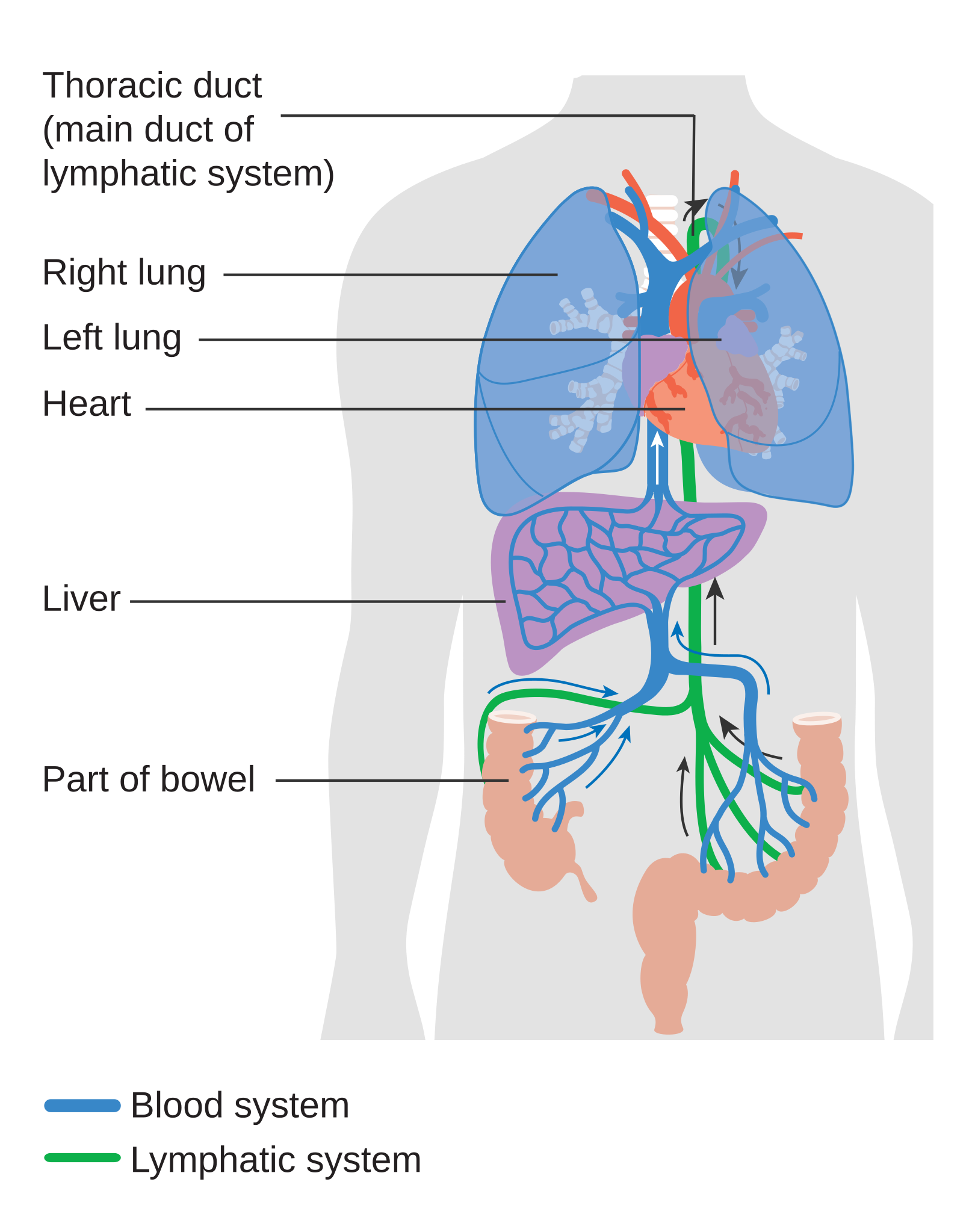 lymphatic drainage of liver