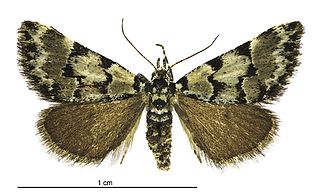 <i>Dichromodes gypsotis</i> Species of moth endemic to New Zealand