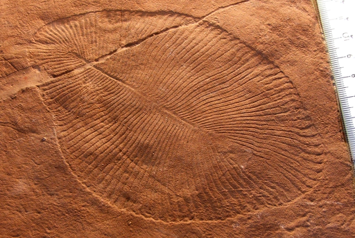 precambrian jellyfish fossils