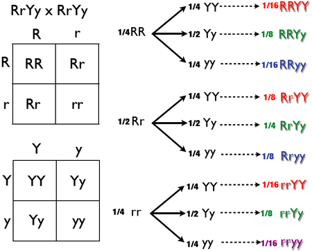 Dihybrid Cross Tree Method.png