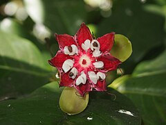 Dehisced fruit with seeds