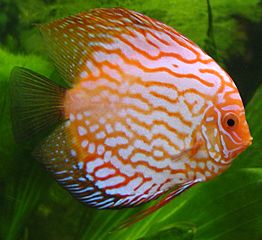 https://upload.wikimedia.org/wikipedia/commons/thumb/7/7d/Discus_fish.jpg/262px-Discus_fish.jpg?uselang=ru