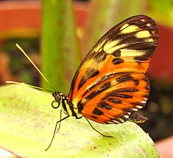 Disturbed Tigerwing (Mechanitis polymnia).jpg