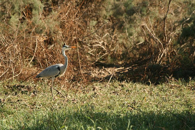 File:Djoudj - Oiseau (7).JPG