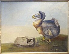 Dodo painting held at World Museum, National Museums Liverpool