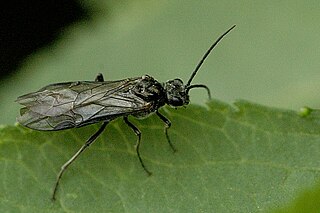 <i>Dolerus varispinus</i> Species of sawfly