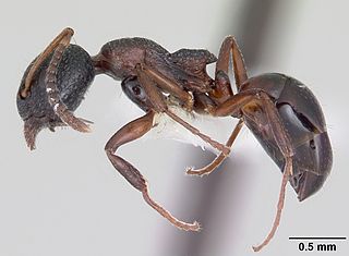 <i>Dolichoderus plagiatus</i> Species of ant