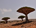 Dragon's Blood Tree, Socotra Island (14070411621).jpg