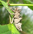 L'esoscheletro scartato (exuviae) della ninfa libellula
