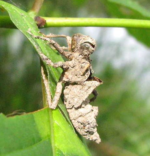 Discarded exoskeleton (exuviae) of dragonfly nymph