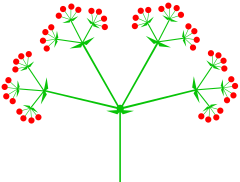 Bunga Majemuk Wikiwand