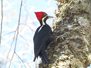 <span class="mw-page-title-main">Black-bodied woodpecker</span> Species of bird