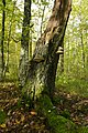 Dubechne Starovyzhivskyi Volynska-Dubechnivskyi nature reserve-Phellinus igniarius.jpg