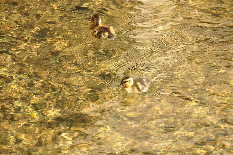 File:Ducklings in Bourton-on-the-Water (1278).jpg