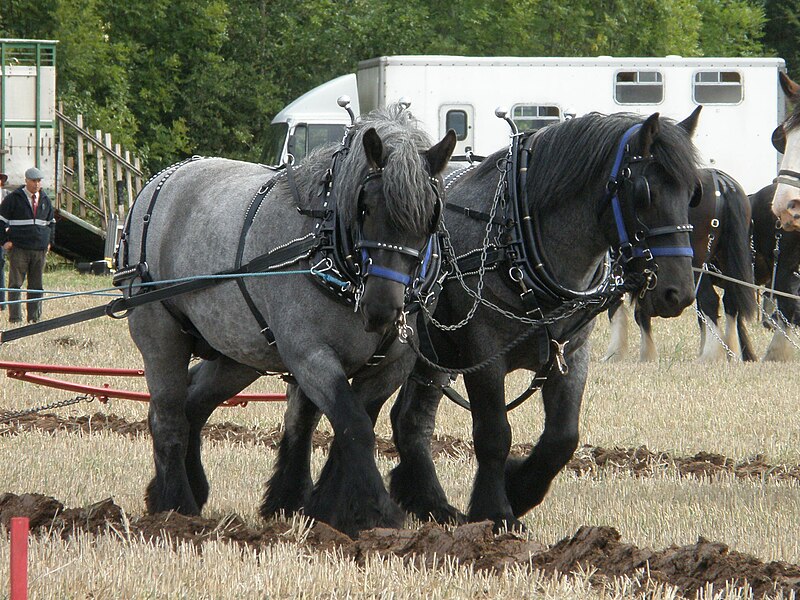 File:Dutch Draft Horse Team.jpg