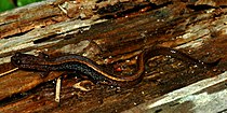 Dwarf salamander (Eurycea [quadridigitata] paludicola) Polk Co. TX (April 2009)