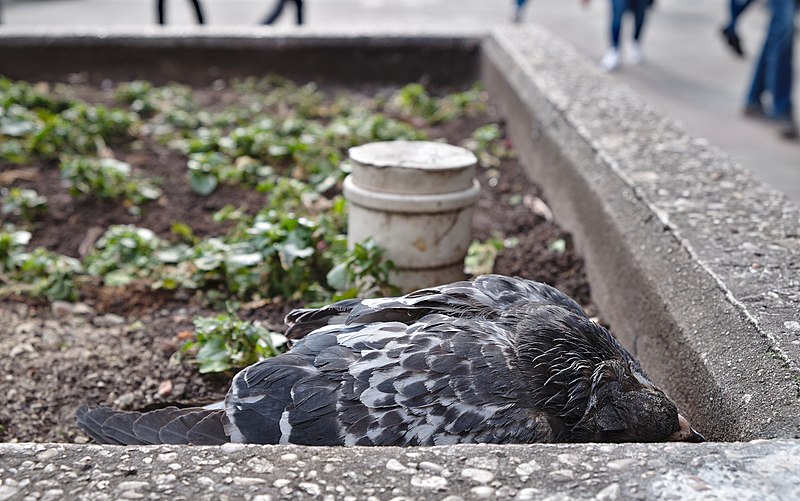 File:Dying pigeon at place de la Bourse, Brussels (DSCF4395).jpg