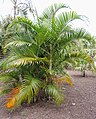 Dypsis lutescens