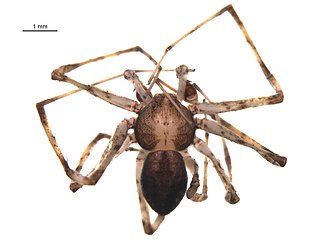 <i>Philodromus keyserlingi</i> Species of spider