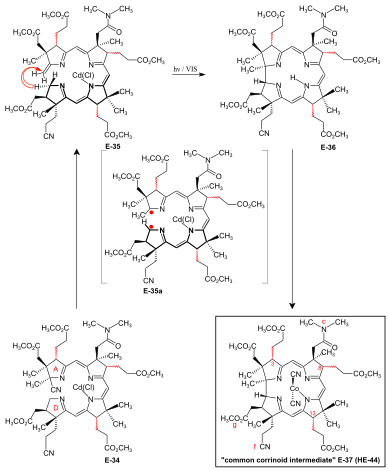Figure 27: ETH A/D approach to cobyric acid: photochemical A/D-seco-corrin-corrin cycloisomerization to the common corrinoid intermediate ETH AD Cycloisomerization.svg