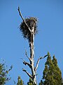 Eagle's Nest in Florida.jpg