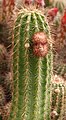 Echinocereus ortegae