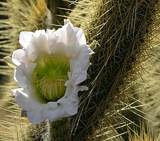 <i>Soehrensia camarguensis</i> Species of cactus