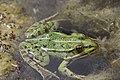 Edible Frog - Rana esculenta - panoramio.jpg