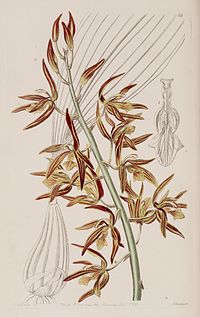 Edwards's botanical register (9453491844).jpg