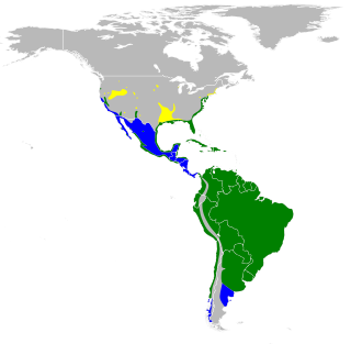 Natura arealo; flave : nur reproduktado, blue : vintrejoj, verde : ambaŭ