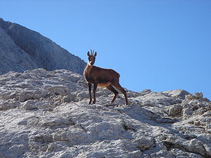 Picos D'europa