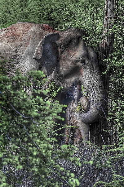 File:Elephant mother.jpg