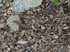 Southern Alligator Lizard (Elgaria multicarinata)