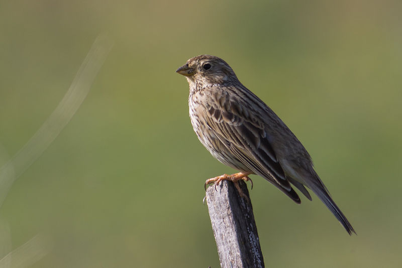 File:Emberiza calandra, Golan 4.jpg