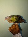 Emerald Dove-4-bsi-yercaud-salem-India.jpg