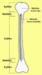 Miniatura para Fisis