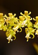 Epidendrum cylindrostachys