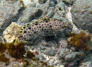 Un mérou Risdael (Epinephelus macrospilos).