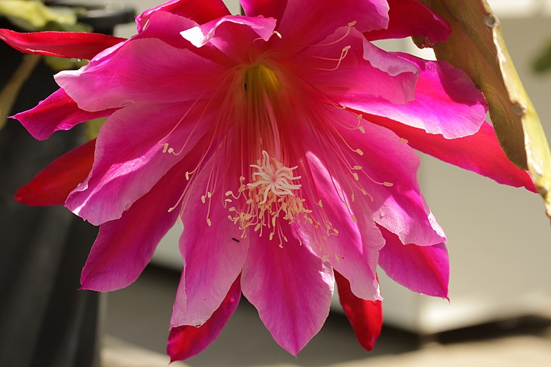 File:Epiphyllum sp. (28297074078).jpg