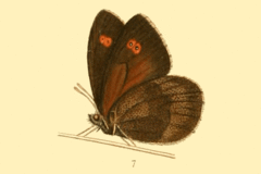 Description de l'image Erebia rossii.gif.