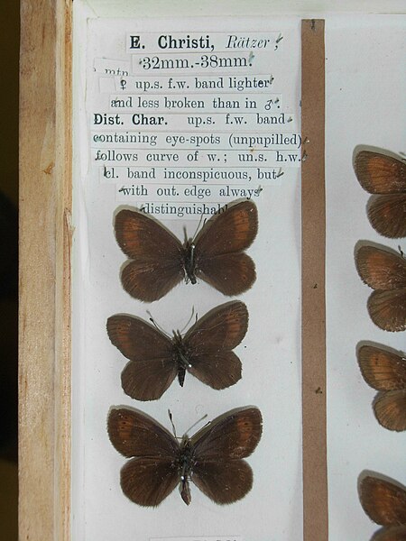 Erebia christi