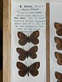 Rätzers Mohrenfalter, Erebia christi