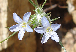 <i>Eriastrum diffusum</i> Species of flowering plant