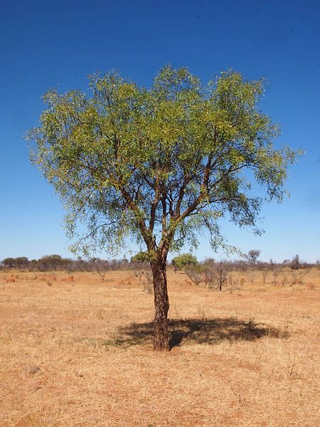 File:Erythrina vespertilio habit.jpg