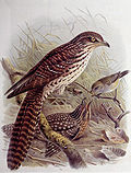 Thumbnail for Pacific long-tailed cuckoo