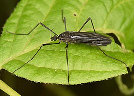 Eugnophomyia luctuosa