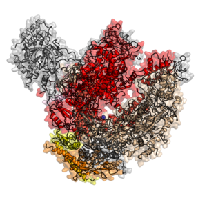 Eukaryotic RNA-polymerase II from Saccharomyces cerevisiae, PDB ID. Subunits colored: RPB3 - orange , RPB11 - yellow , RPB2 - wheat, RPB1 - red, RPB6 - pink, the rest 7 subunits are colored gray. Eukaryotic RNA-polymerase II structure 1WCM.png