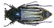 Miniatura para Eulasia vittata